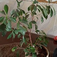 گل طبیعی درخچه ای بنسای