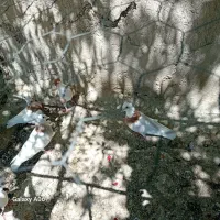 کبوتر ساده طوقی