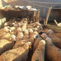 گوسفند بزغاله شیشک بره قوچ غیره فروشی|حیوانات مزرعه|شاهین‌شهر, شهرک هشت بهشت|دیوار