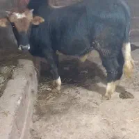 یک عددگوساله نر