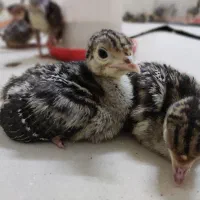 جوجه بوقلمون|حیوانات مزرعه|ری, تقی آباد|دیوار