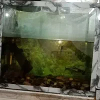 آکواریوم با ماهی