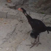 دو عدد جوجه