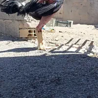 جوجه‌خروس‌لاری