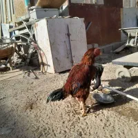 خروس لاری و جوجه لاری|حیوانات مزرعه|زاهدان, |دیوار