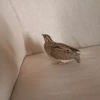 بلدرچین  100تومن کنار هم میام