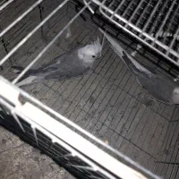 عروس هلندی البینو بفروش میرسد