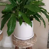 گل لوکس