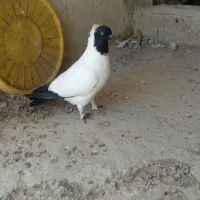 جفت کفترپرستویی،|پرنده|شیروان (خراسان), |دیوار