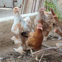 مرغ و خروس برهما|حیوانات مزرعه|برازجان, |دیوار