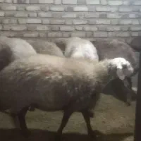 شکه مای چاق