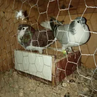 کفتر رنگی چادری