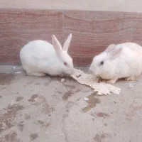 خرگوش ناناز 6تا بچه یک ماهه نیم یک پدر مادر