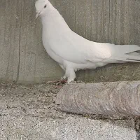 کبوتر پرشی|پرنده|اهواز, نادری|دیوار