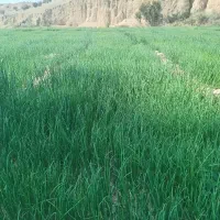 فروش نشاء پیاز( تیم پیاز) جهت کاشت بابهترین کیفیت