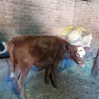 ۲عدد گوساله ماده