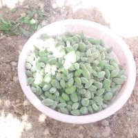 فروش-باغ-شیراز