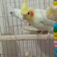 عروس هلندی جفت نر وماده|پرنده|مهاجران, |دیوار