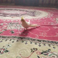 عروس هلندی
