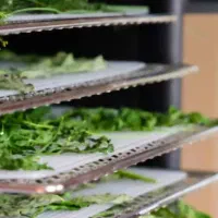 انواع اسلایسر خط شستشو دستگاه خشک کن میوه