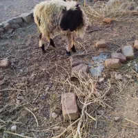 بره وبزغاله