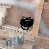 سلام گمشده خودم قیمت خوب خریدارم