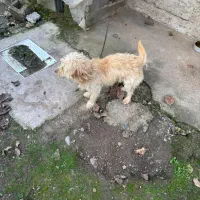 واگذاری سگ پشمالو|سگ|کوچصفهان, |دیوار