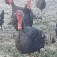 فروش تخم نطفه دار بوقلمون و غاز و مرغ|حیوانات مزرعه|دزفول, |دیوار