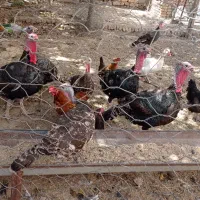 بوقلمون
