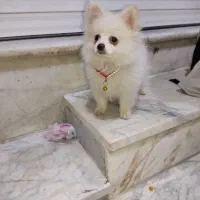 سگ پامرین اصیل|سگ|محمدشهر, محمدشهر|دیوار