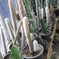 کاکتوس|گل و گیاه طبیعی|مشهد, سجادیه|دیوار