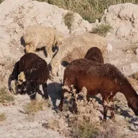 7 راس میش ترکی بره دار|حیوانات مزرعه|جره و بالاده, |دیوار