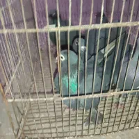 کبوتر زاغ|پرنده|رامیان, |دیوار