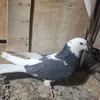 کبوتر ابلق پرشی.