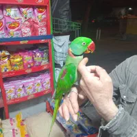 اسکندر بزرگ شاه طوطی فول رام دستی سخنگو|پرنده|تهران, سلسبیل جنوبی|دیوار