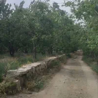 باغ گیلاس آلبالو