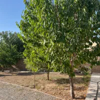 نگهبانی وسرایداری