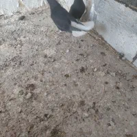 دوتا جوجه زاغ دم سفید  نظام شهر