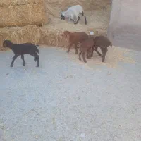 بره شیری