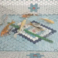 حوض ماهی|ماهی|قم, باغ کرباسی|دیوار