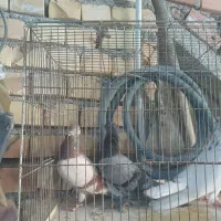 کبوتر|پرنده|گرگان, |دیوار