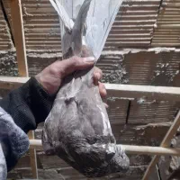 کفتر پرشی|پرنده|فردیس, شهرک ارم|دیوار