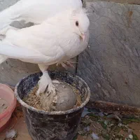 کبوتر|پرنده|اصفهان, لاله|دیوار