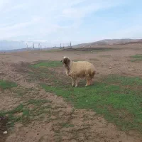 شک ورن داشتی