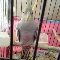 عروس هلندی|پرنده|صائین قلعه, |دیوار