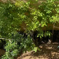 فروش نهال ۶ ساله گردو و بادام