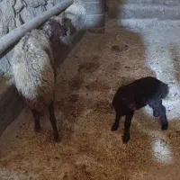 میش وبره|حیوانات مزرعه|صحنه, |دیوار