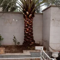 باغبان شهر|خدمات باغبانی و درختکاری|چابهار, |دیوار