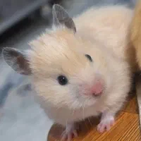 همستر سوری زیبا کرم رنگ فروش فوری