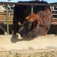 کارگر گاوداری با خانواده اتباع مجوز دار یا ایرانی